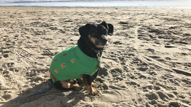 How One Santa Cruz Dog Offers Emotional Support