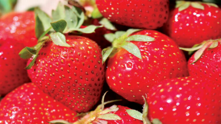 Strawberry Growers Bouncing Back After Production Shortage