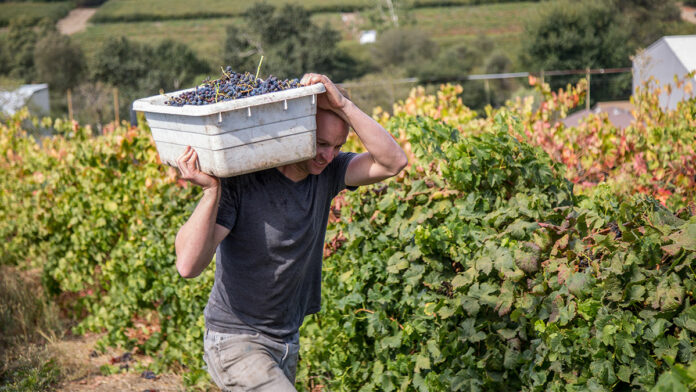 Anatum Winery’s Bold Pinot Noir; Plus Wine Gift Ideas for Father’s Day