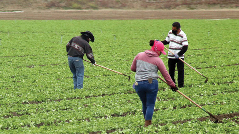 California Ranches, Farms Take a Hit from Pandemic