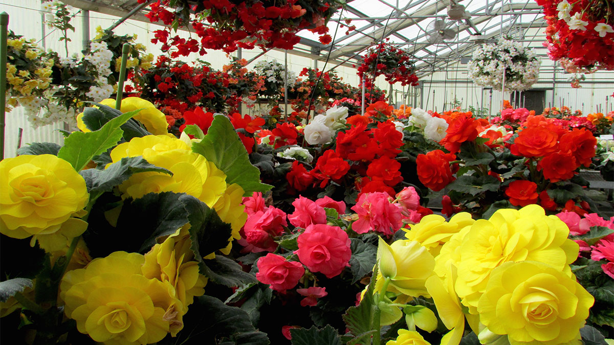 Santa Cruz in Photos Requiem for the Capitola Begonia Festival