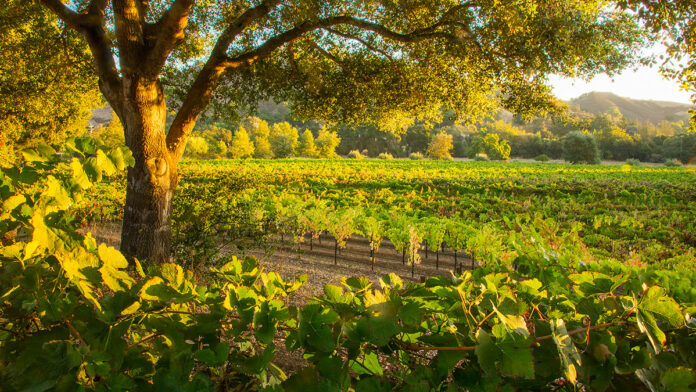 Odonata Winery’s Meticulous Crafting of Cote du Denis