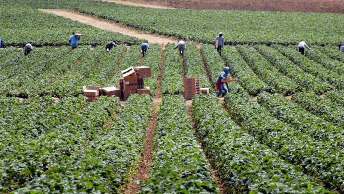 Community Foundation Aids Farmworkers During Crisis