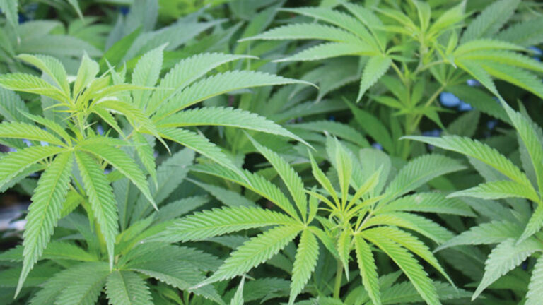 Watsonville Looks to Cut Taxes on Cannabis to Compete with Neighbors