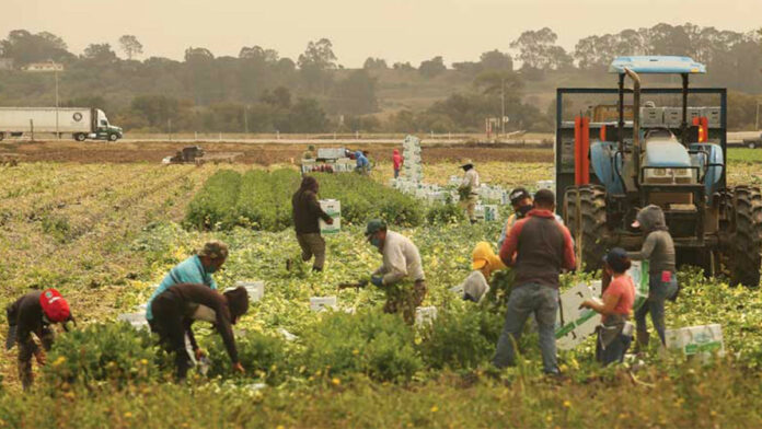 County Agriculture Copes with Heat, Fire, Smoke and Ash