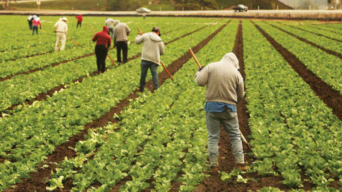 Foundation Offers Grants to Farmers Affected by Fires