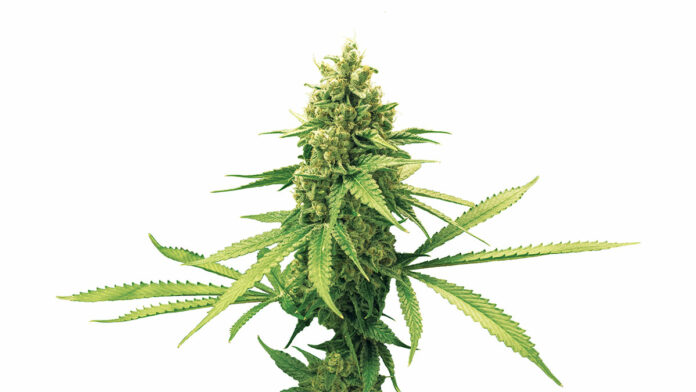 Explore Santa Cruz 2020: A Guide to Santa Cruz Dispensaries