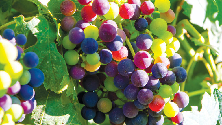 Bartolo Wines’ Bold, Fruit-Forward Petit Verdot 2012