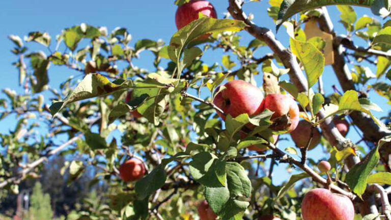 Apple Harvest Wraps Up Following Challenging Growing Season