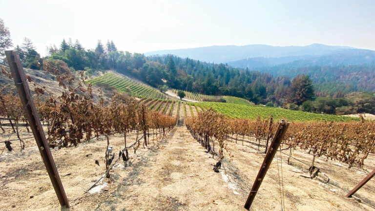 Santa Cruz Mountains Winemakers Grapple with Aftermath of Fire