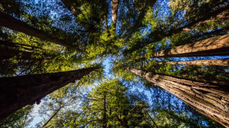 Fire Survivors Find Refuge in Henry Cowell State Park Campground