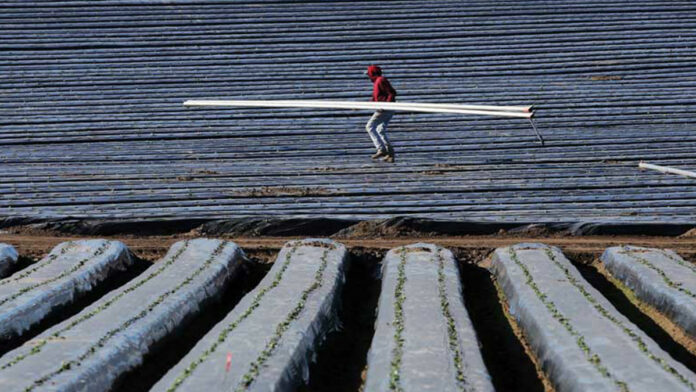 Farmworkers Worked Despite Positive Covid-19 Tests for Fear of Job Loss