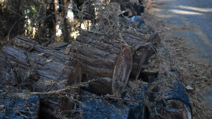 Whack and Stack: PG&Eโs Toppling of Trees Creates New Hazards