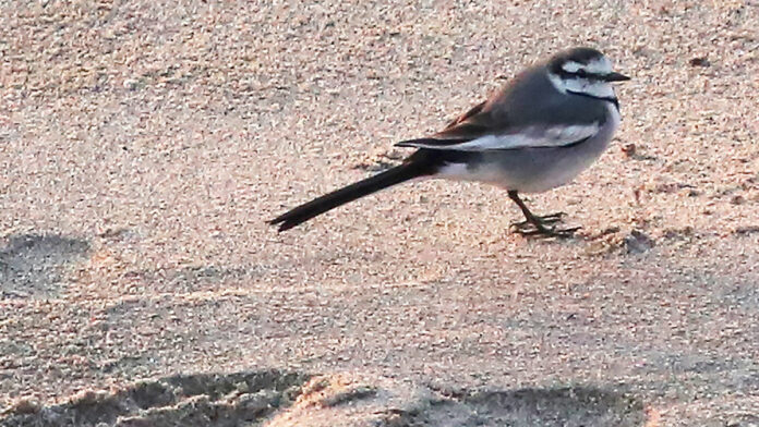 Rare White Wagtail Makes Surprise Visit to Santa Cruz