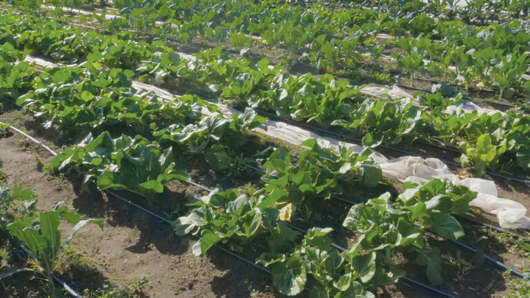 Santa Cruz City Council Advances Homeless Garden Project Relocation