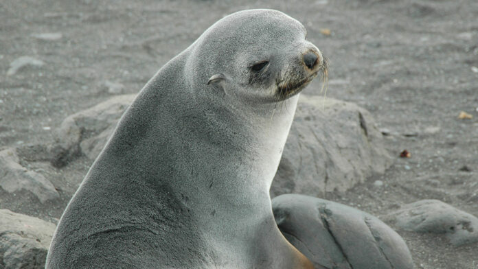 How Seals Are Uncovering Secrets of the Southern Ocean
