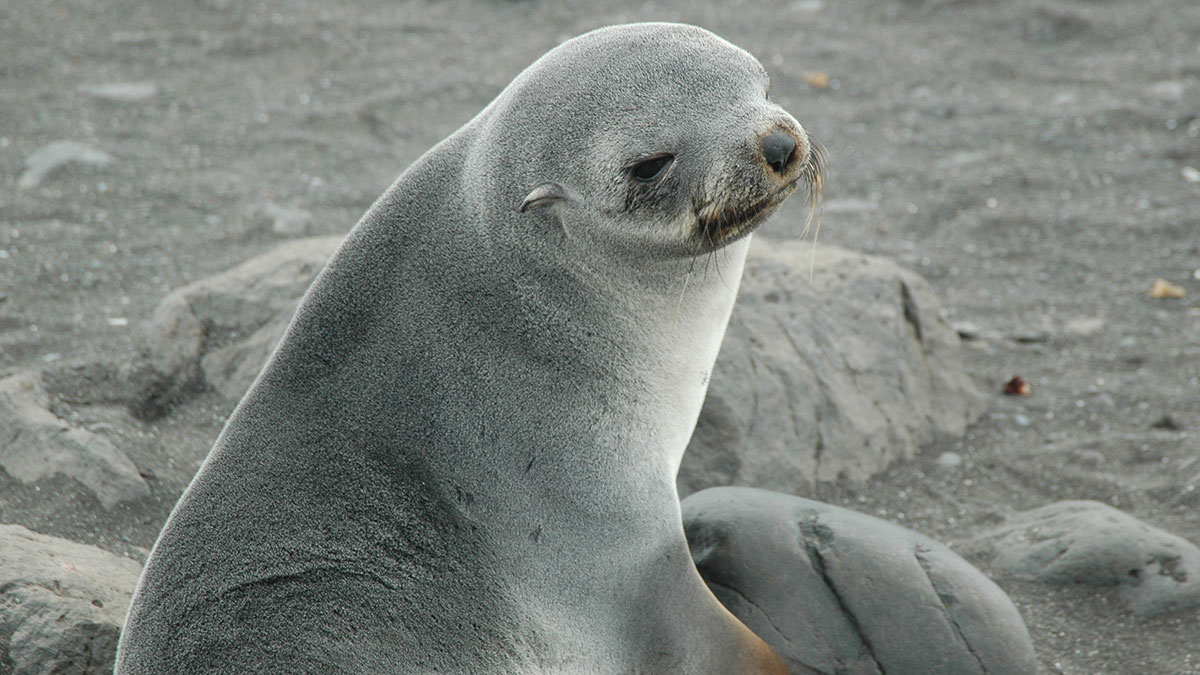 How Seals Are Uncovering Secrets of the Southern Ocean