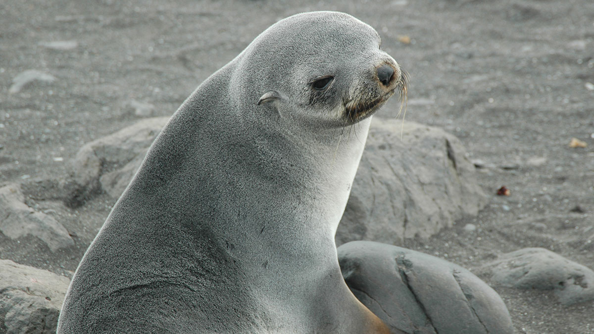 How Seals Are Uncovering Secrets of the Southern Ocean How Seals Are Uncovering Secrets of the Southern Ocean