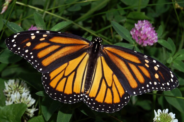 Are We Losing the Western Monarch Migration?