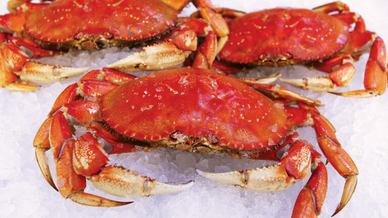 Better-Late-Than-Never Dungeness Crabs Arrive at Staff of Life