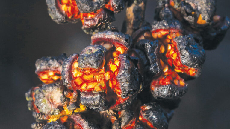 Photography Exhibit Reflects on How Nature Soothed and Scarred in 2020