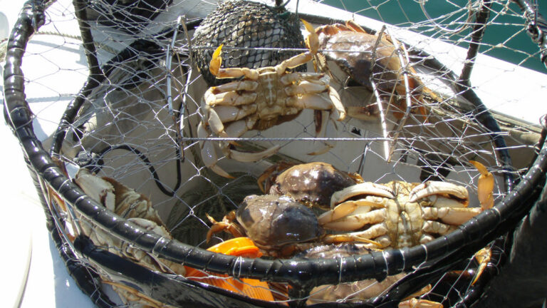 This Year’s Dungeness Crab Fishery a Shell of its Former Self