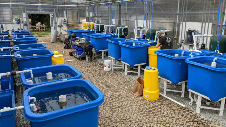 UCSC Researchers Win Grant to Develop More Sustainable Aquaculture