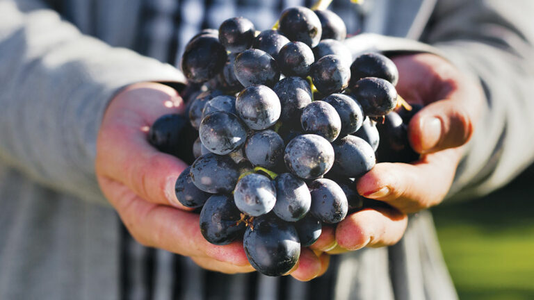 Storrs Winery’s Perfectly Balanced Zinfandel 2017
