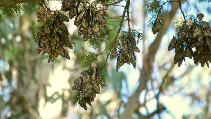 Scientists Call for Help to Restore Reign of Western Monarch Butterflies