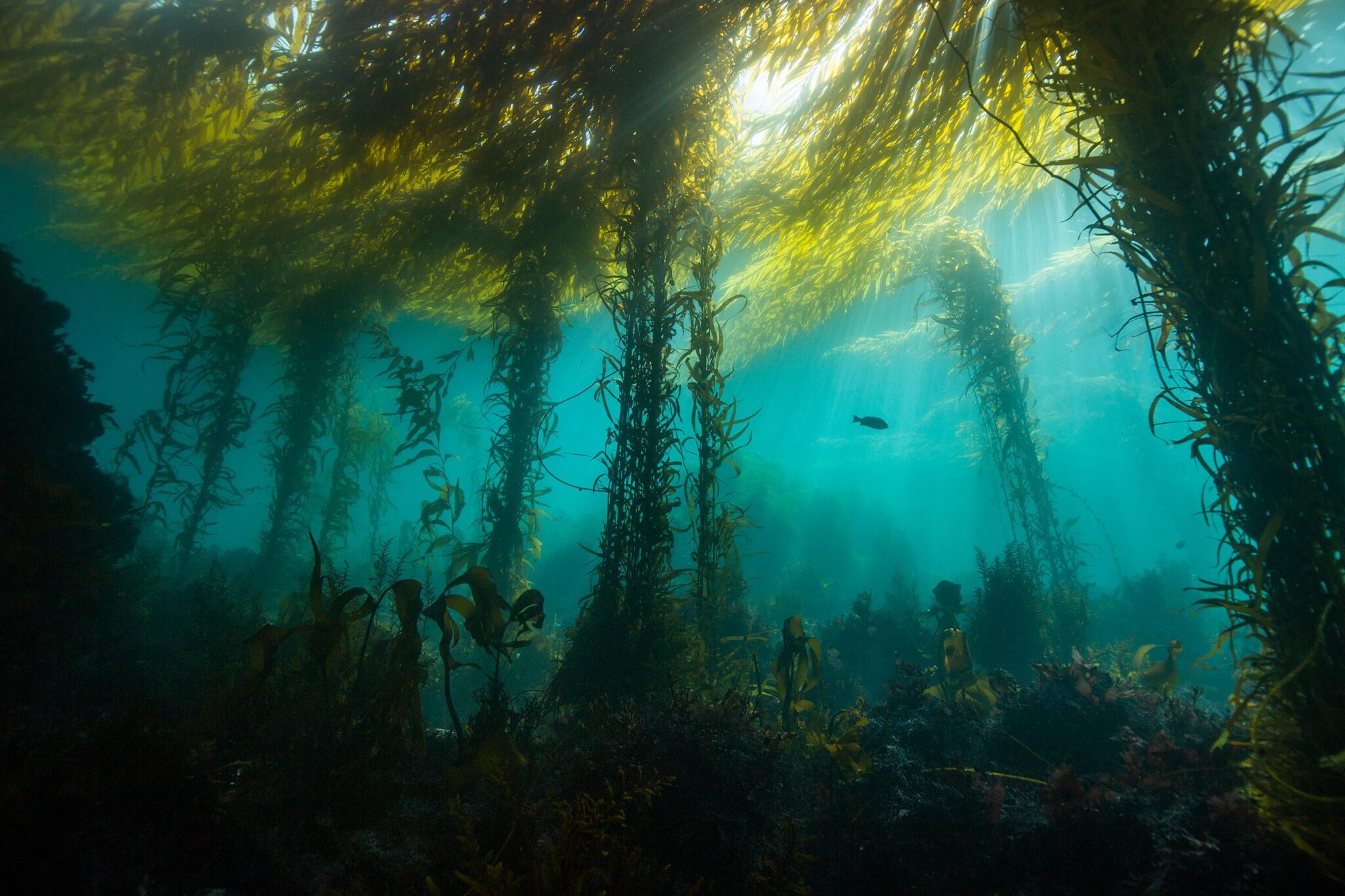New Study Reveals Otters' Role in Protecting Kelp Forests