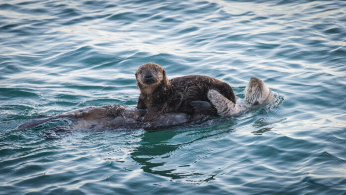 New Study Reveals Otters’ Role in Protecting Kelp Forests