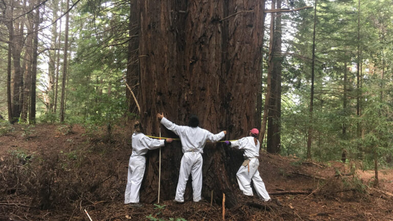 Study Finds Climate Change Alters West Coast Trees
