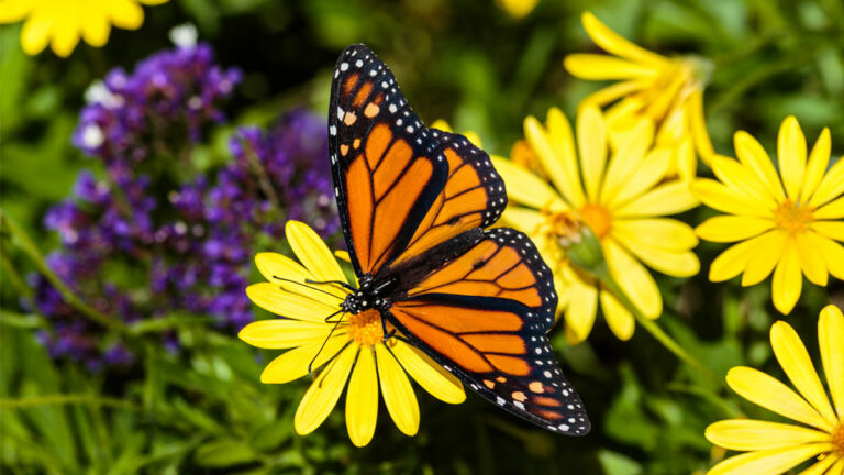Federal Bills Could Help Restore Western Monarch Butterfly Migration