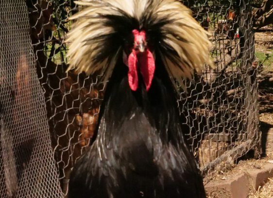 Bird Sanctuary Raises Concerns About Proposed Rooster Limits