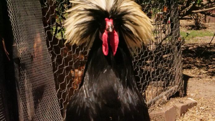 Bird Sanctuary Raises Concerns About Proposed Rooster Limits