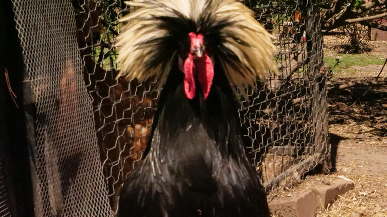 Bird Sanctuary Raises Concerns About Proposed Rooster Limits