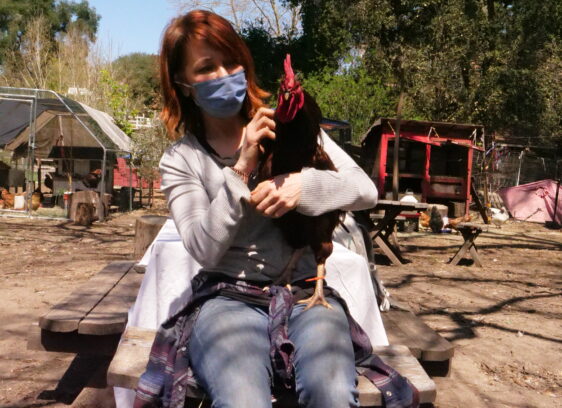 Santa Cruz County Revises Ordinance on Rooster Restrictions