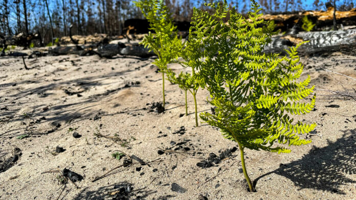 Watching Flames Turn to Forests