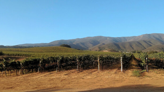 Taste an Iconic Portuguese Varietal with Quinta Cruz Castelão