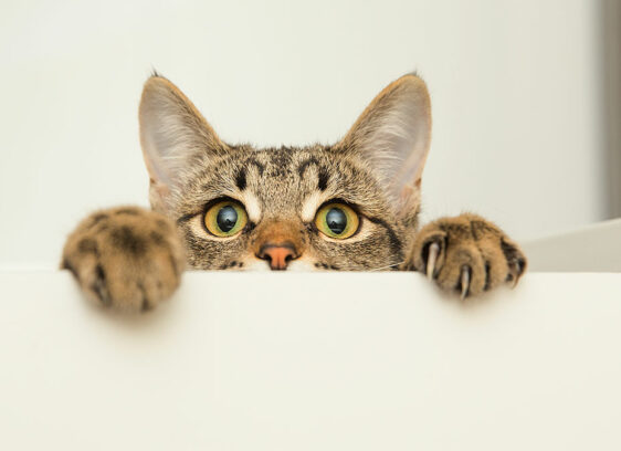 Reward Offered for Help in Finding Watsonville Cat Shooter