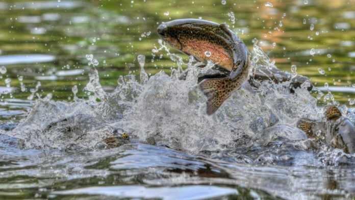 Things To Do in Santa Cruz: April 7-13