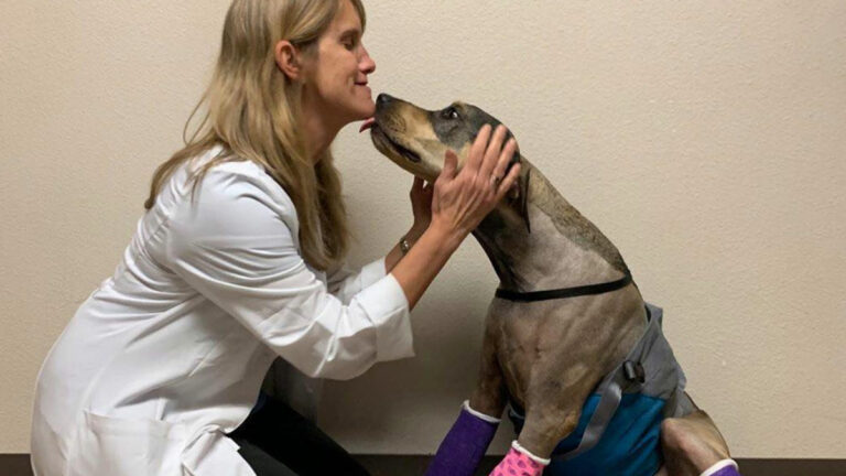 Birchbark Foundation Aims to Support Human-Animal Bond