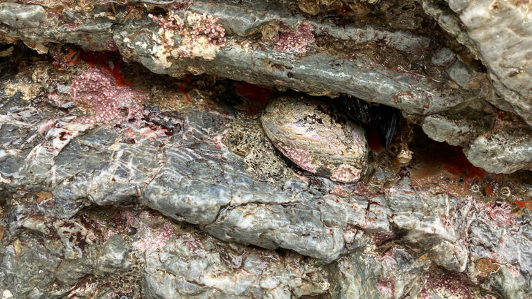 Scientists Race to Rescue Endangered Black Abalone