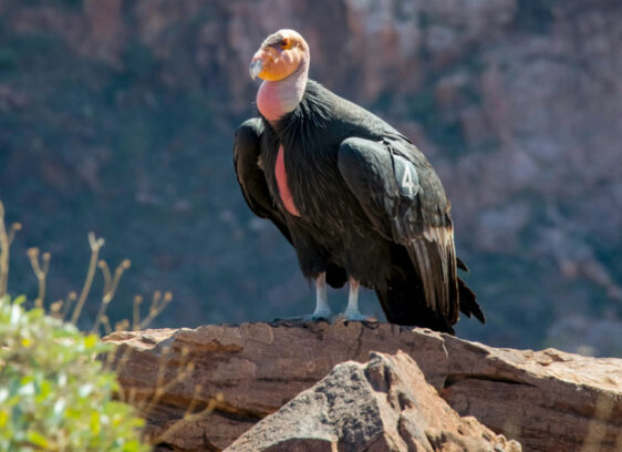 Ambitious Project Races to Read Genomes of 71,000 Species