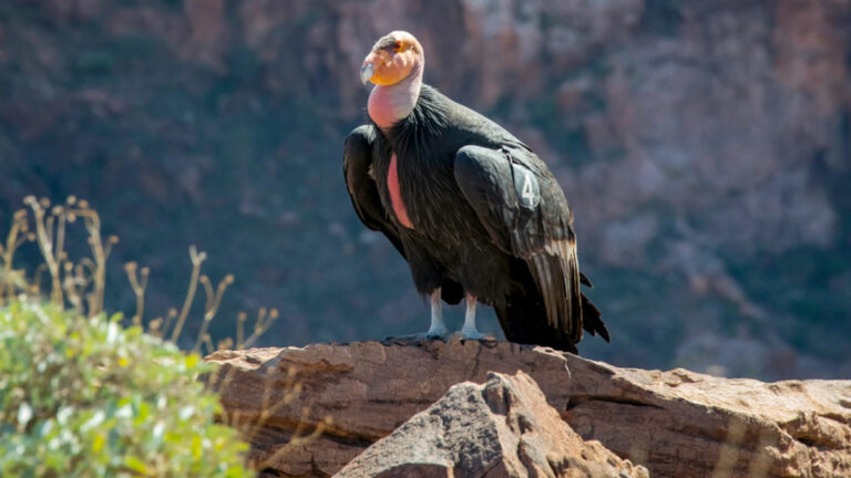 Ambitious Project Races to Read Genomes of 71,000 Species