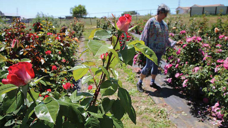 Birdsong Orchards Offers Dozens of Varieties of U-Pick Roses