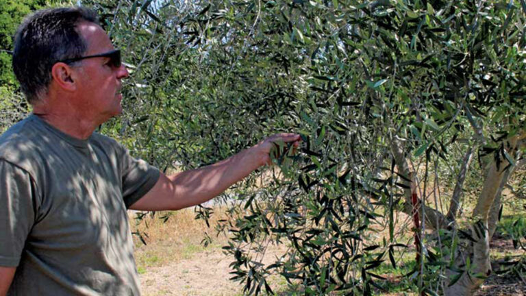 Pleasant Valley Farms Wins Best of Show at Olive Oil Competition