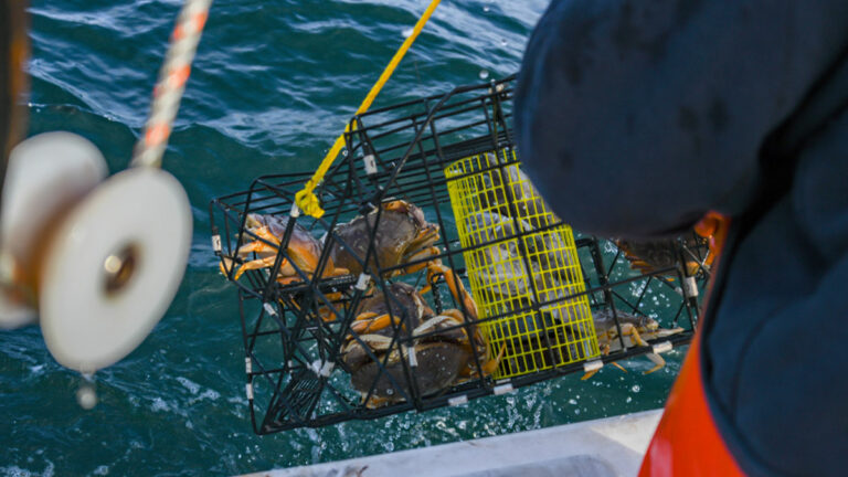 Commercial Dungeness Crab Season Closed Early
