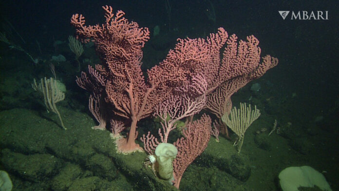 Scientists to Livestream Deep Sea Exploration