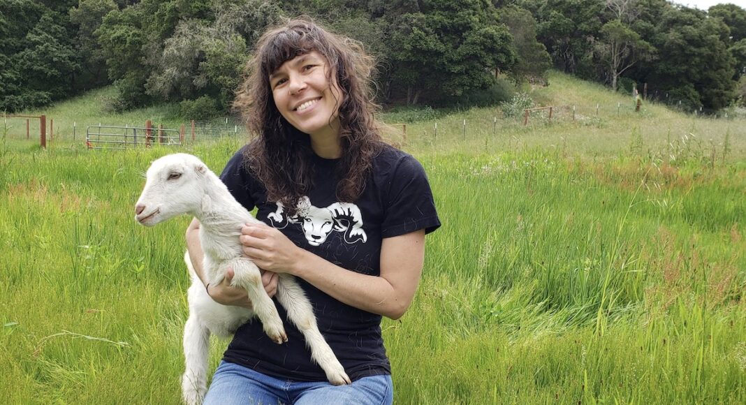 lamb